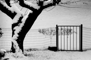 Branches du voisin qui dépassent, que dit la loi