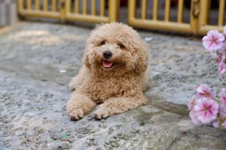 Jeune caniche en appartement installé près de son panier dans le salon