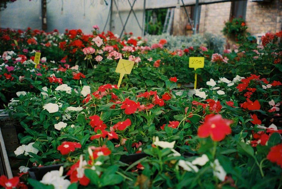 Mini serre Botanic et jardinière en bois exotique : guide 2025