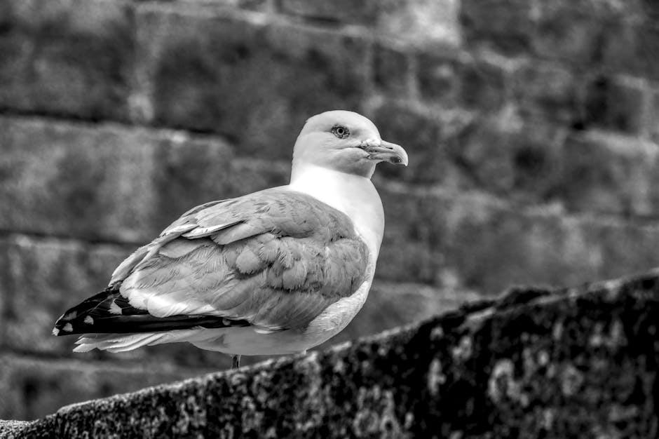 Manoirs de Bretagne : histoire, séjour et hébergements de charme