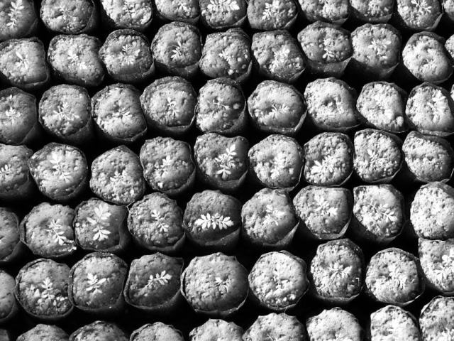 Mini serre Botanic et jardinière en bois exotique : laquelle choisir pour votre jardin